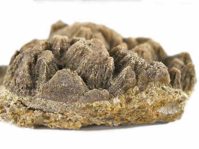 Cone-in-cone facies sedimentaires - fossiles jurassique Boulonnais
